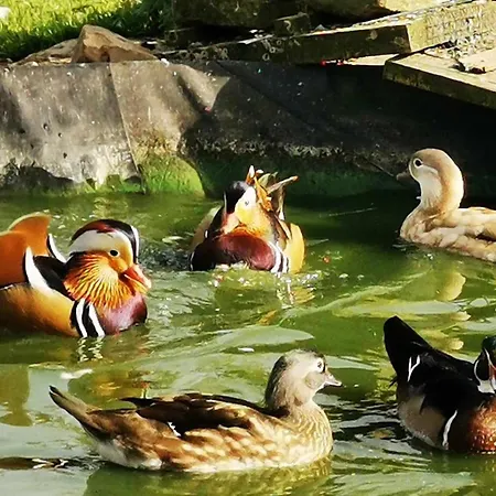 B&B Aux Lits De La Senne Soignies