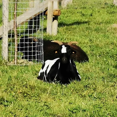 Aux Lits De La Senne Frühstückspension