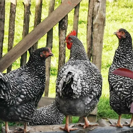 Aux Lits De La Senne Soignies