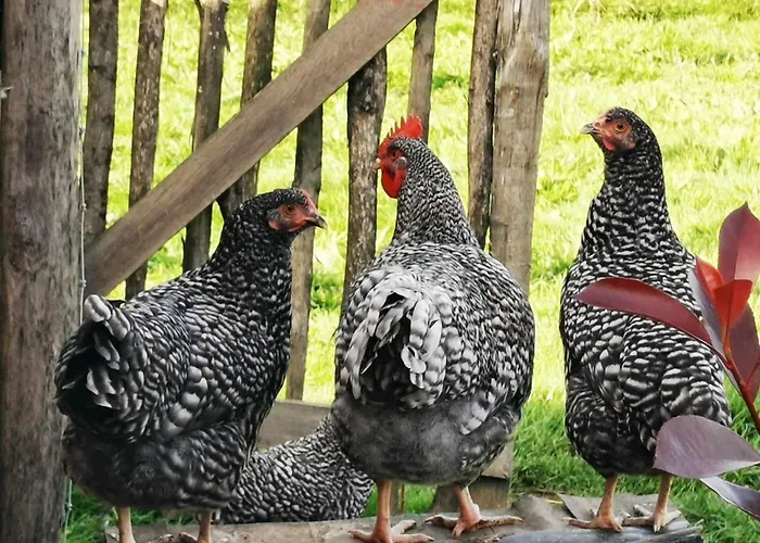 Aux Lits De La Senne Soignies